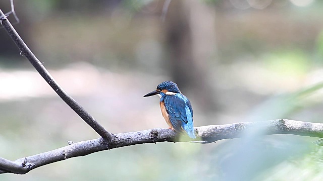 鸟，普通翠鸟(Alcedo atthis)，颜色很漂亮