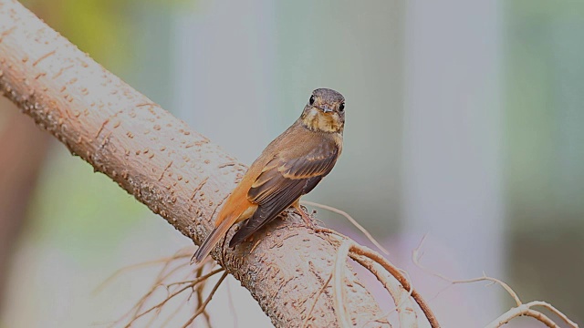 鸟，铁蝇捕蝇(Muscicapa ferruginea)