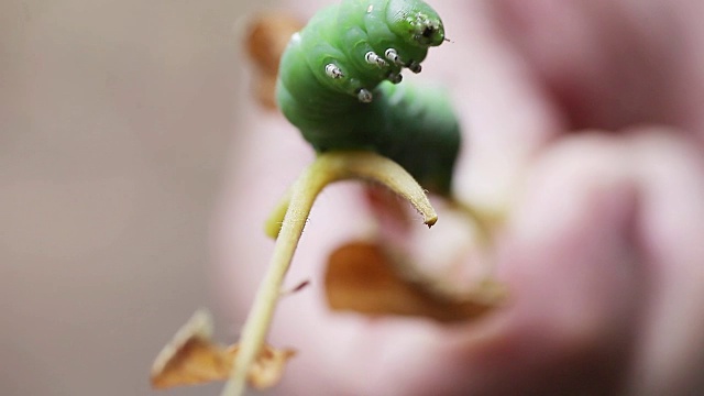 男人把番茄虫放在植物的茎上