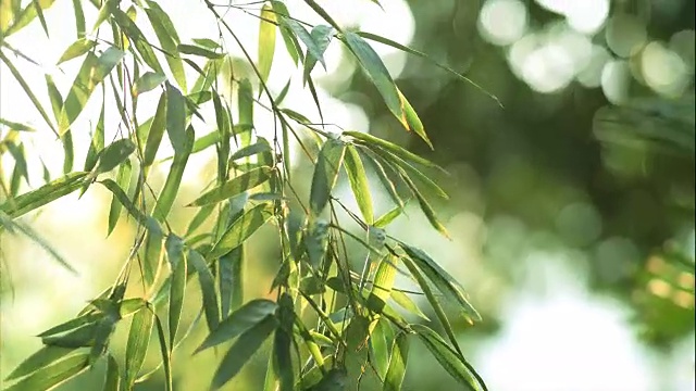 竹林