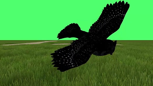 飞行的大美国角鸮的3D动画剪辑在绿色屏幕上