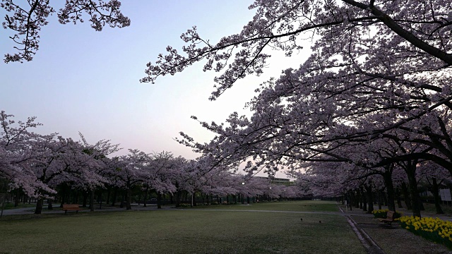 樱花或樱花盛开，小鸟在黎明鸣叫