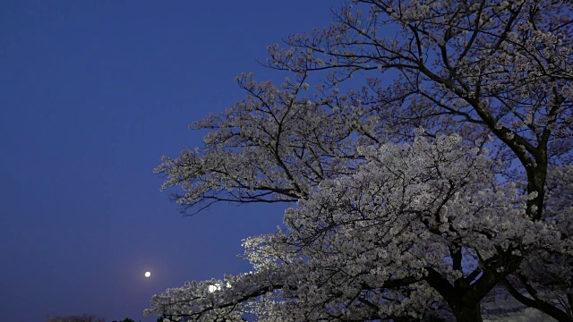 樱花或樱花盛开，小鸟在黎明鸣叫