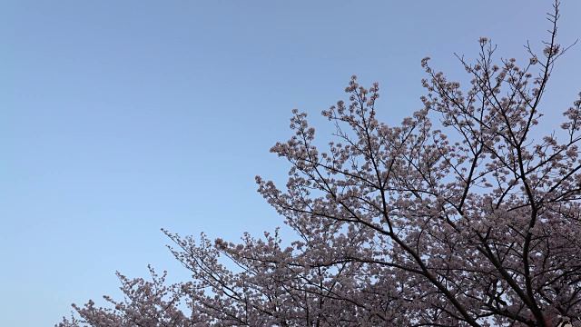 樱花或樱花盛开，小鸟在黎明鸣叫