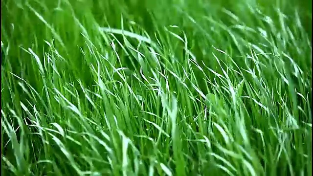 詳情圖-風中綠草