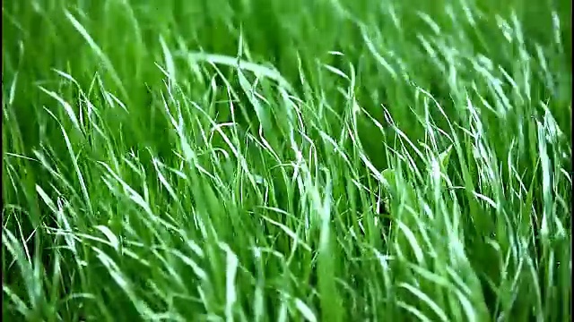 詳情圖-風中綠草