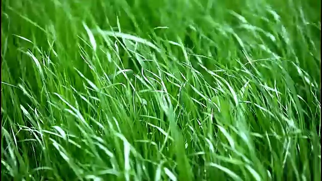 詳情圖-風中綠草