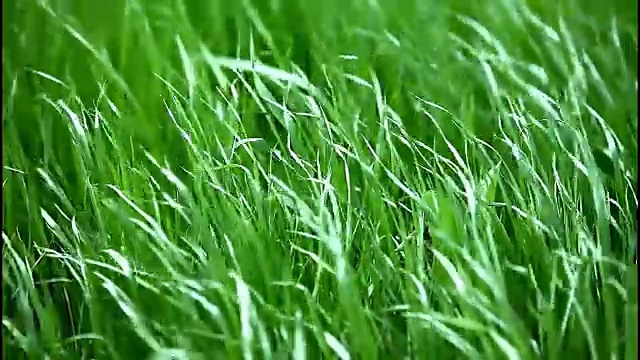 詳情圖-風中綠草