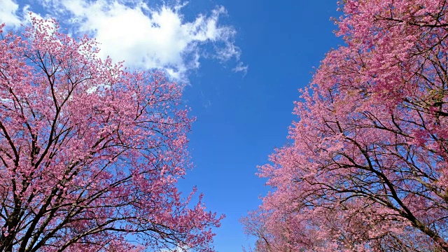 樱花的树