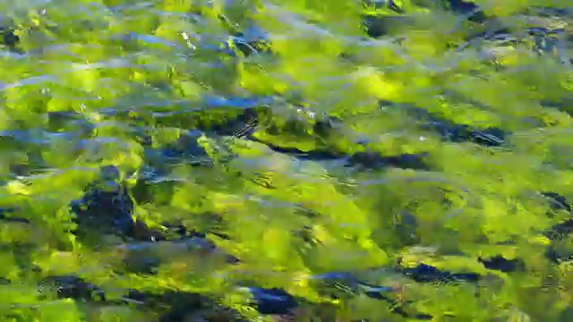 阿尔泰河库尔库雷克清澈的河水视频。水草和绿藻可以看到在底部和流动的小溪