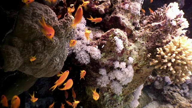 自然海洋水族馆海床上的鱼群。