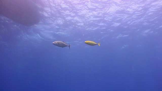 天然海洋水族馆海底的两条鱼。