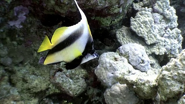 天然海洋水族馆海底特有的条纹黄鱼。