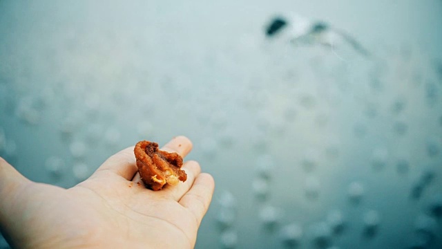 游客们正在喂海鸥