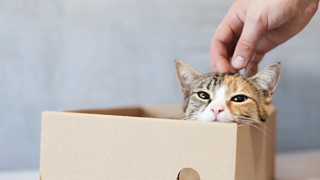 爱玩的猫在纸箱里
