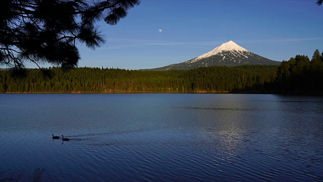 放松的倒影柳湖麦克洛克林山鹅迁徙