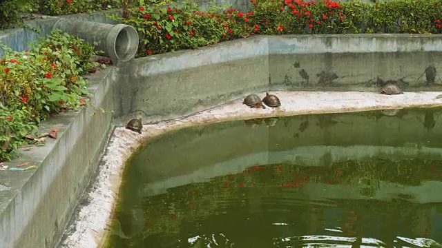 芭堤雅城市公园人工水库中的海龟
