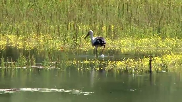 鹳