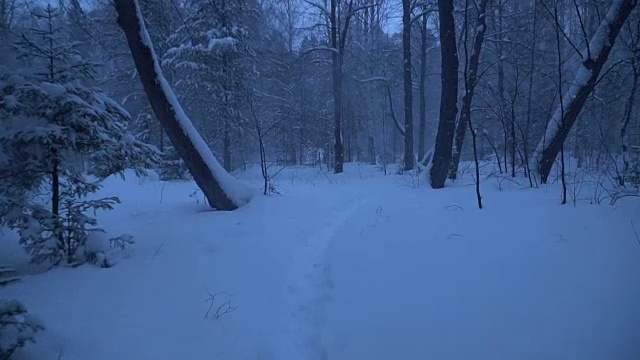 雪夜的森林里有一场暴风雪。