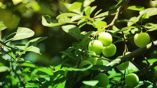 新鲜的青梅果实挂在树上