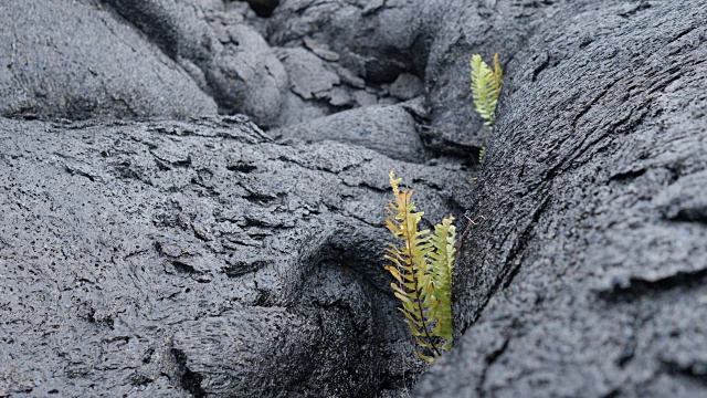 夏威夷火山国家公园:植物群