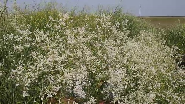 沙滩上长满了植被