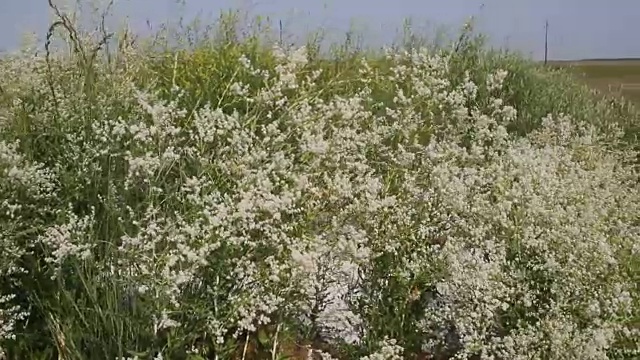 详情图-沙滩上长满了植被