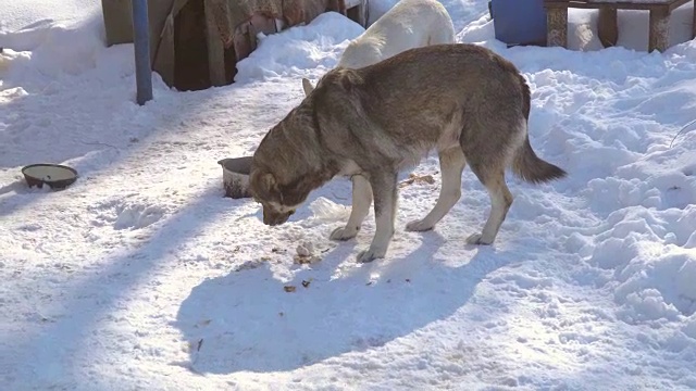 流浪狗在雪地里吃肉