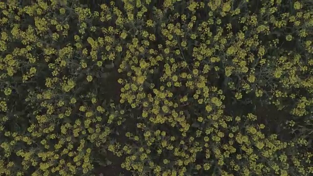 农田里盛开着黄色的油菜花，映衬着蔚蓝的天空。