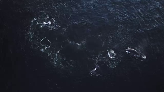 在海里游泳的鲸鱼