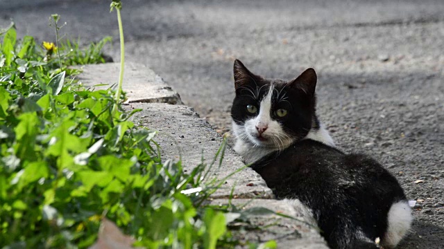 在阳光明媚的日子里，饥饿的猫在乡村花园的绿草中准备猎食
