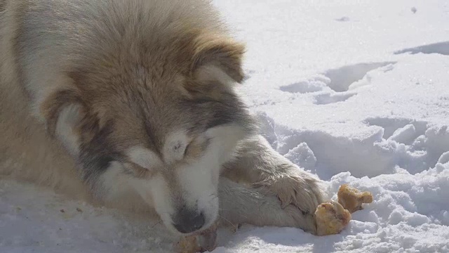 大流浪狗在雪地里吃肉