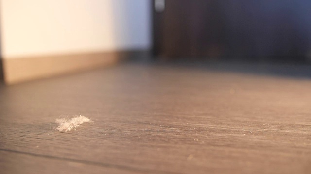 一团东西掉在木地板上，慢镜头