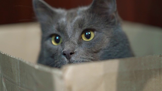 盒子里有张有趣的猫脸。灰猫躲在盒子里，眼睛睁得大大的。