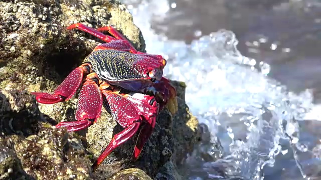 蟹，抑郁，克拉伯，悬崖，岩石，动物行为，fuerteventura, 4K