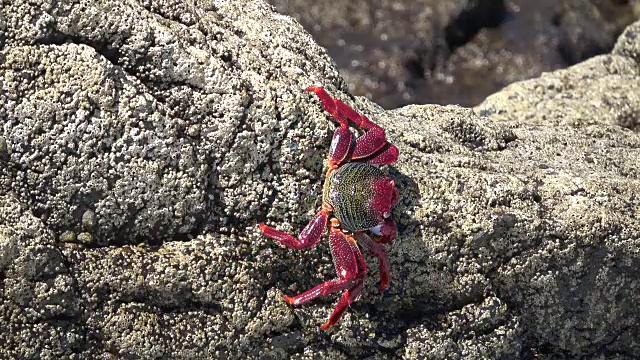 蟹，抑郁，克拉伯，悬崖，岩石，动物行为，fuerteventura, 4K