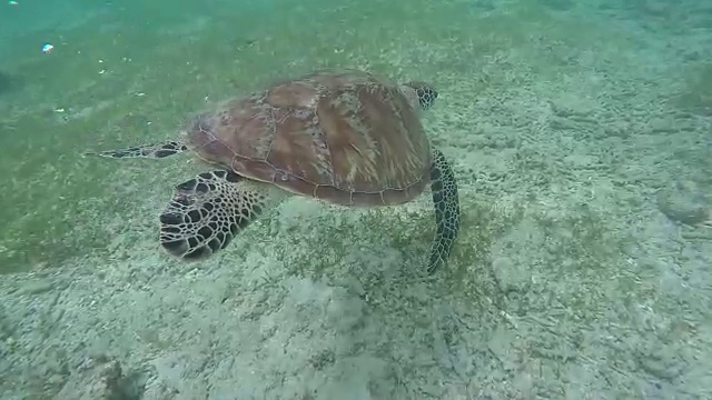 年轻的绿海龟(Chelonia mydas)浮出水面呼吸，印尼吉里特拉旺岛太平洋，浮潜水上运动，难以形容的自然，难以表达的情感