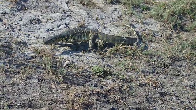 位于博茨瓦纳丘比国家公园的巨蜥(Varanus)在河岸上行走，躲在草丛后面。