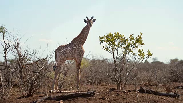 非洲纳米比亚的主要旅游目的地，著名的埃托沙国家公园，长颈鹿正在吃金合欢树。