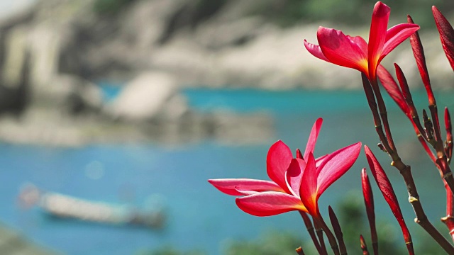鲜艳的红花鸡蛋花前面的洋湾与一些巨大的花岗岩岩石和散焦长尾船在风中摆动