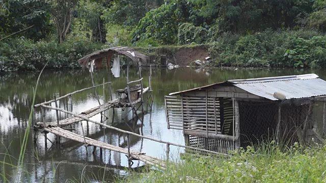 竹棚和竹脚桥在沼泽池塘中间