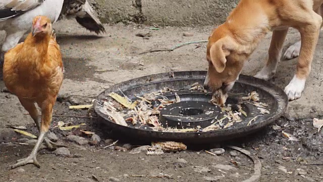 火鸡在汽车轮胎上啄食剩饭