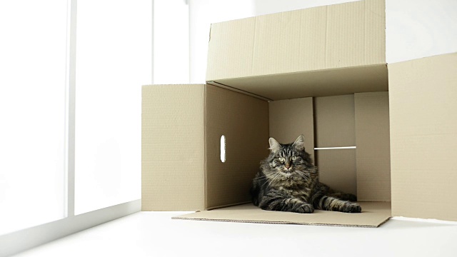 猫躺在纸板箱里