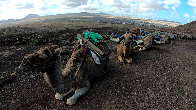 fuerteventura火山景观中的骆驼，单峰驼，4K