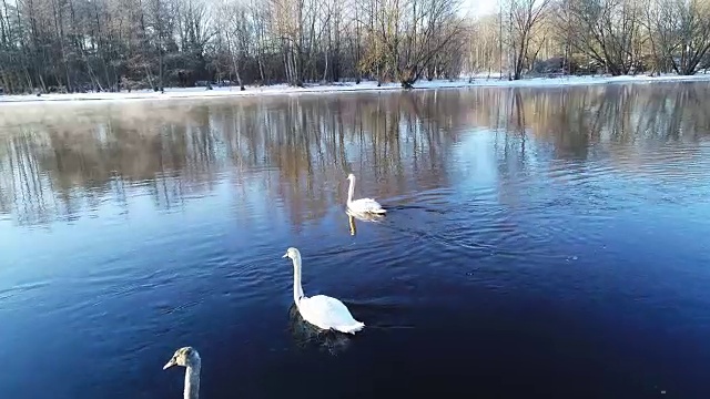 天鹅在湖