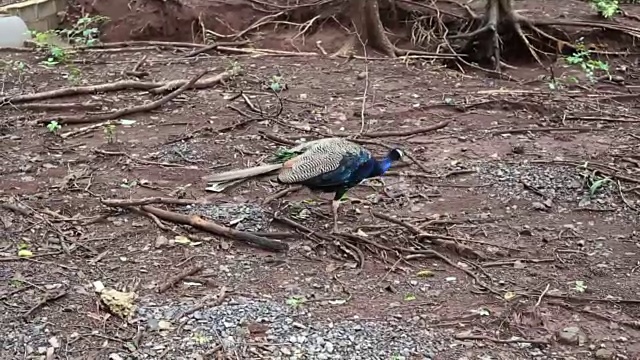 孔雀在觅食