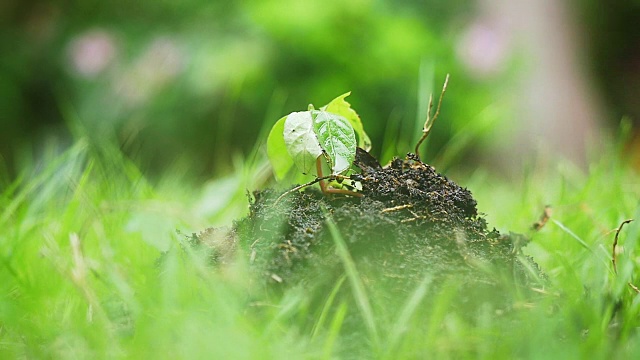 农民的手捧着有机土壤，放回，播种，秧苗在模糊的绿色背景下。缓慢的运动。1920 x1080。高清