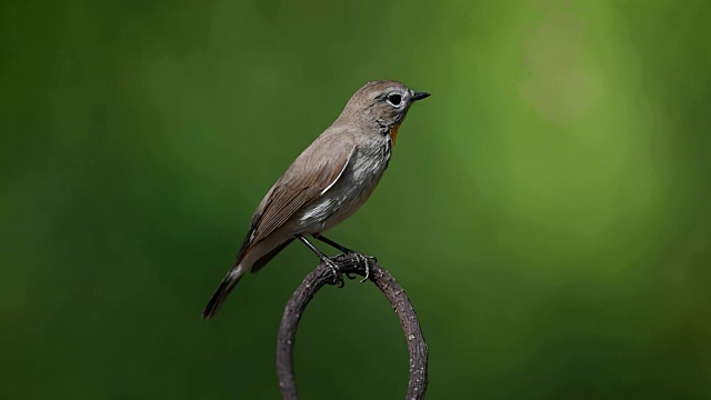 一只鳥(紅喉捕蠅鳥)在樹上