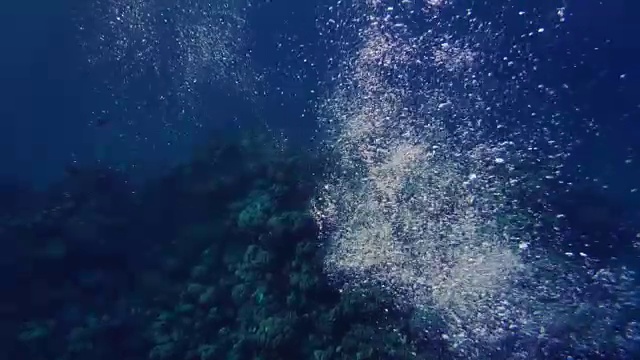 女孩在珊瑚礁附近的红海潜水
