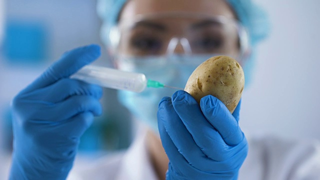 女性科学家在土豆、转基因和食品生物安全中注射化学液体